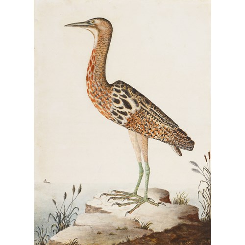 Collection of Fifteen Fine English Ornithological Watercolours